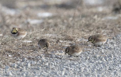 Arctic Oscillation – Wildlife In Nature