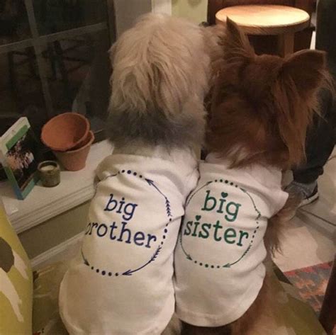 Dog Clothes Big Sister Dog Shirt Dog Big Sister Dog Big Sister Etsy