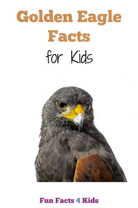 Interesting Golden Eagle Facts for Kids – Fun Facts 4 Kids