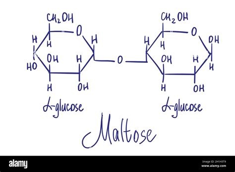 Maltose chemical structure. Vector illustration Hand drawn Stock Vector ...