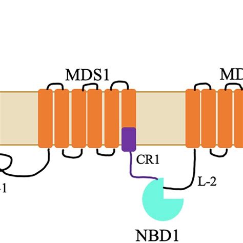 Schematic Representation Of The Multidrug Resistanceassociated Protein