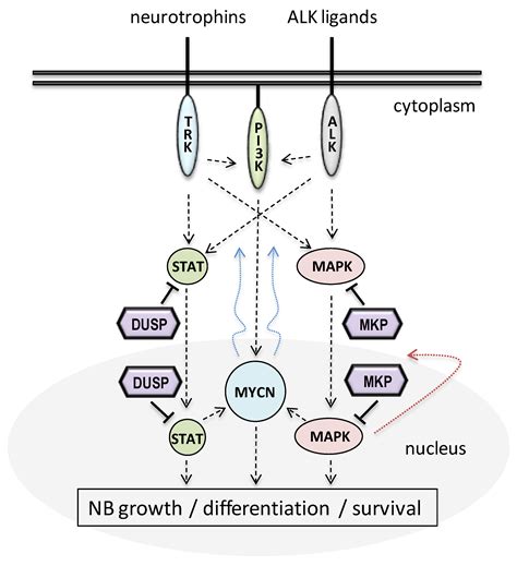 IJMS Free Full Text Dual Specificity Phosphatases In Neuroblastoma