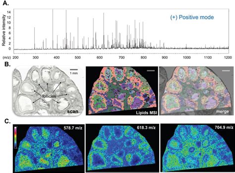 Biology Free Full Text MALDI Mass Spectrometry Imaging Of Lipids