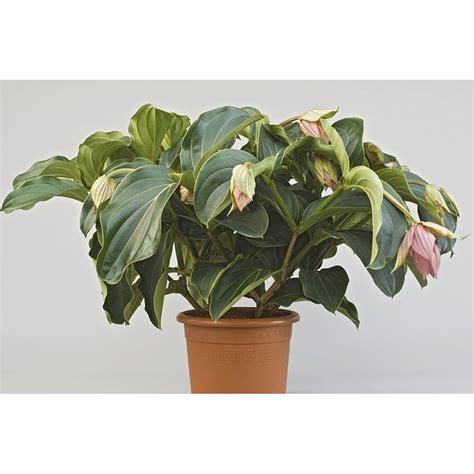 Sélection Medinilla magnifica Pot 31 cm h75 Schilliger