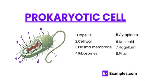 Prokaryotic Cell Definition Characteristics Structure Examples