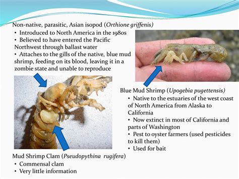 Review Of The Blue Mud Shrimp Mystery Ppt Download