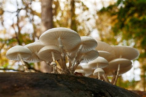 Pilz Baumstumpf Wald Kostenloses Foto Auf Pixabay Pixabay