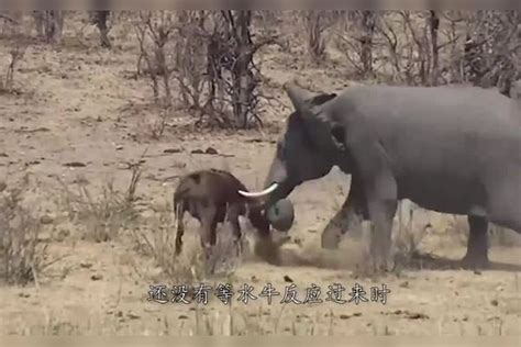 犀牛母子正在水潭边喝水，不料一只大象上前挑衅，大战一触即发！水潭挑衅大象