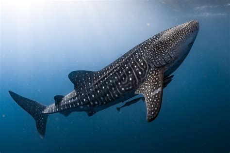 Researching Whale Sharks in the Galápagos Marine Reserve | Galápagos ...