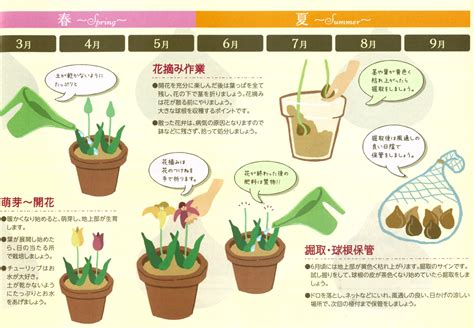 プロが教えるチューリップの育て方と楽しみ方・総集編（tulip Handbook） 富山県花卉球根農業協同組合