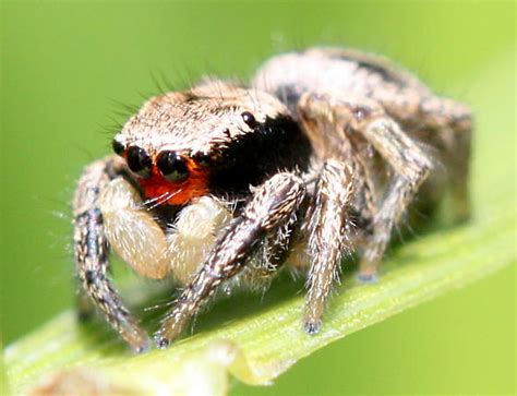 Habronattus Coecatus Habronattus Coecatus Bugguide Net