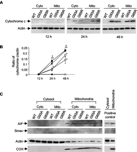 Western Blot Analysis Of Cytochrome C AIF And Smac A Time Course Of