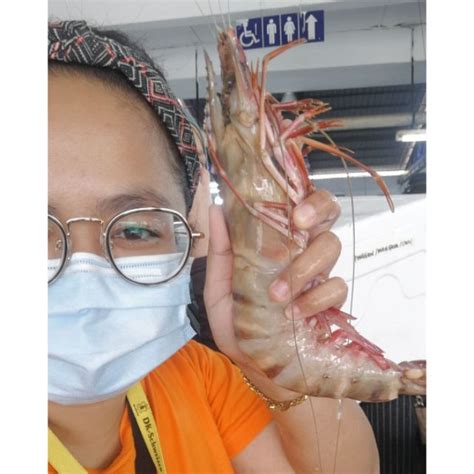 Giant Fresh Prawn/ Udang Besar/ Udang Laut/ Seafood | Shopee Malaysia