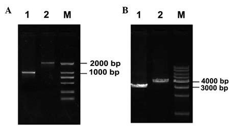 A Simple And Practical Method That Prepares High Molecular Weight Dna