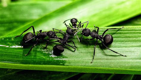 Entire Colonies Of Kangaroo Island Ants Do A Perfect Job Of Playing