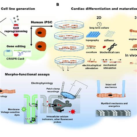 Human Induced Pluripotent Stem Cell Derived Cardiomyocytes A