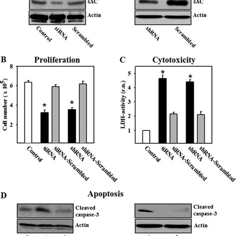 Knockdown Of Sac Inhibits Proliferation And Induces Cytotoxicity And