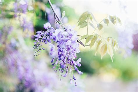 Wisteria Photos, Download The BEST Free Wisteria Stock Photos & HD Images