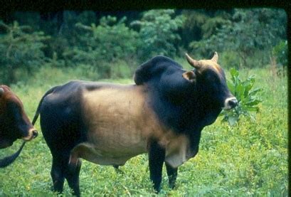 Picture 3 of 8 - Zebu (Bos Primigenius Indicus) Pictures & Images - Animals - A-Z Animals