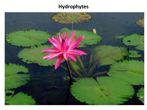 Hydrophytes