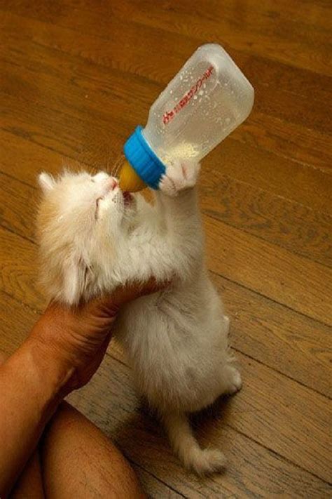 Video Newborn Kitten Loves Her Bottle Kittens Cutest Cats And