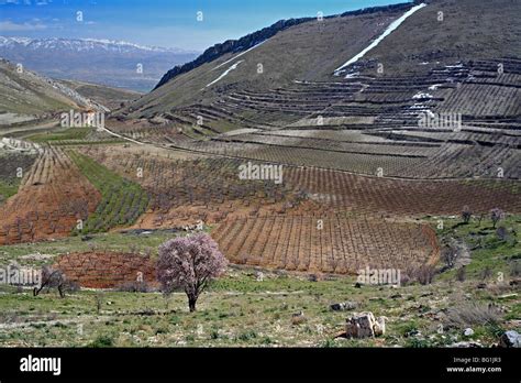 Niha, Bekaa valley, Lebanon Stock Photo - Alamy