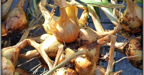 Mark's Veg Plot: Harvesting shallots