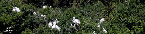 White Heron Sanctuary Tours Tour