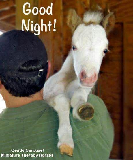 Good Night Funny Horses Horse Quotes Funny Horses