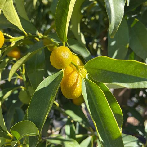 Citrofortunella Floridana Limequat Viveros Pe A Centro Jardiner A