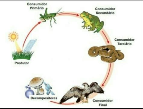 Consumidor Produtor E Decompositor - Monte uma cadeia alimentar. Defina e de exemplos de produtor ...