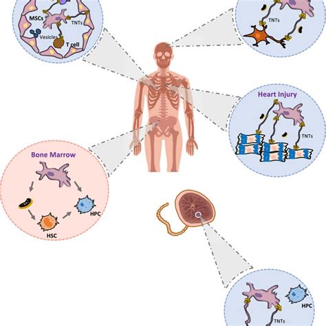 Tissue Specific Mscs Mitochondrial Transfer And Its Mechanism To