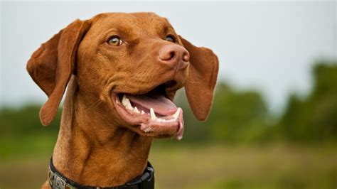 Vizsla Dog Breed Profile Training Diet Grooming And Health Info