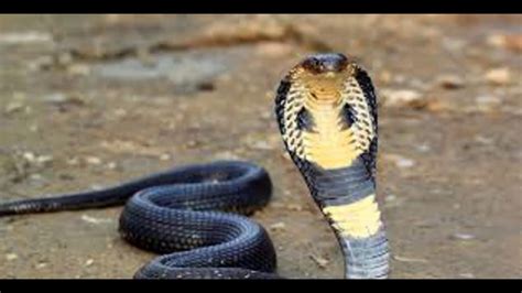 Dangerous Snakes In Sri Lanka Youtube