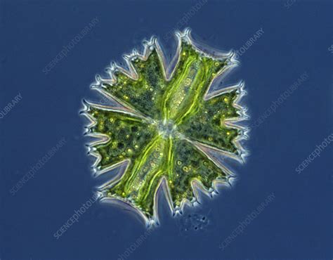 Desmid - Stock Image - C012/5541 - Science Photo Library