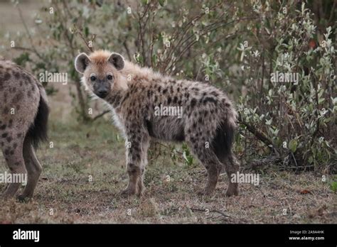 Spotted Hyena Crocuta Crocuta In The African Savannah Stock Photo Alamy