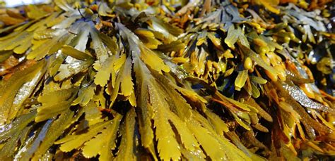 10 Benefits Of Eating Seaweed