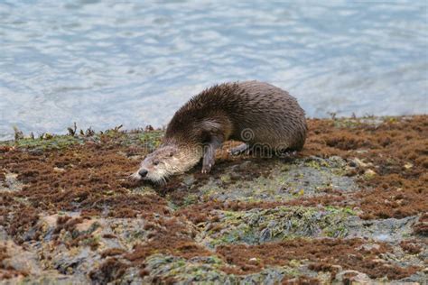 Sea Otter Resting on Seaside Rock Stock Image - Image of coastal, rock: 251199181