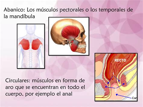 Sistema Muscular Y Tendones Ppt