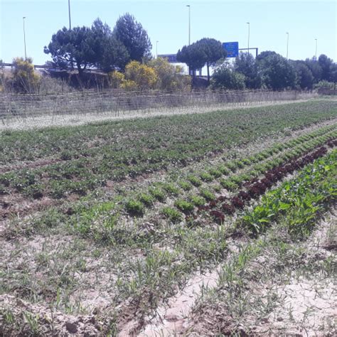 Primeros Frutos Del Proyecto Pionero De Recuperaci N Agraria En El