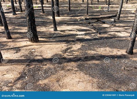 Bosque De Pinos Tras El Incendio Imagen De Archivo Imagen De Troncos