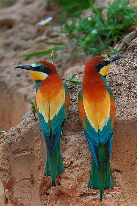 European Bee Eaters Animals Beautiful Beautiful Birds Pet Birds