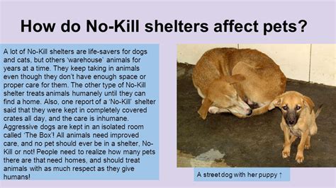 What Do No Kill Shelters Do With Aggressive Dogs