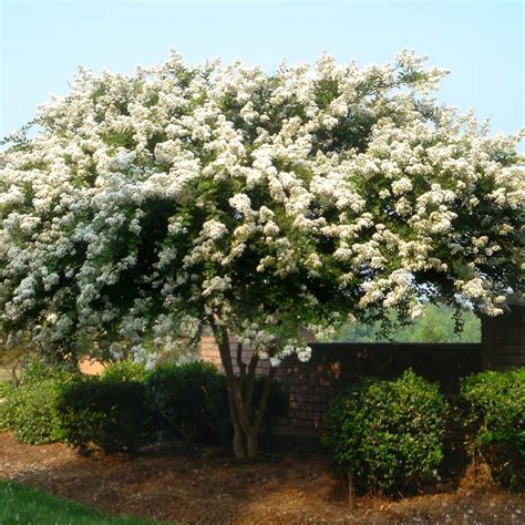 Natchez Crepe Myrtle Bare Root Plant Priority Shipping Etsy