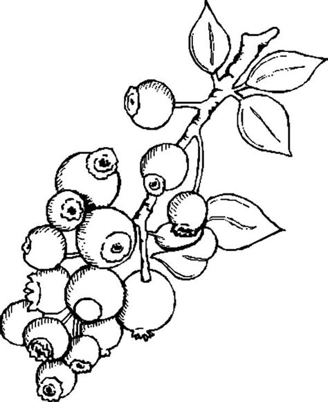 Blueberry Coloring Page Printable Coloring Pages