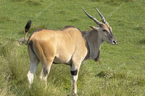 Eland antelope — Stock Photo © mbtaichi #3801714