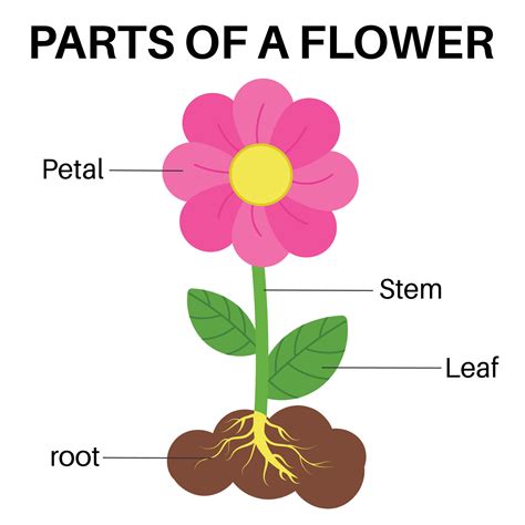 Parts Of A Basic Flower 25669501 Vector Art At Vecteezy