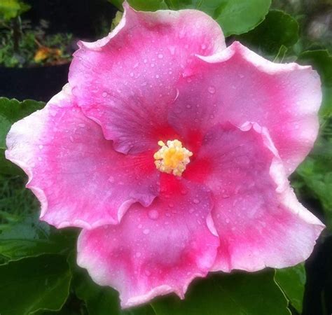 Pin By Maria Regina Chinelato On Mreginahibiscos Hibiscus Plants Garden