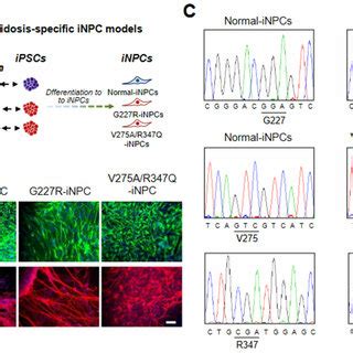 Derivation And Characterization Of Normal And Sialidosis Ipscs A