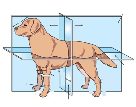 Animal Directional Terms Quiz